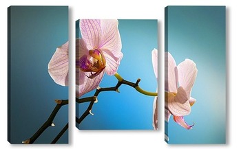 Модульная картина орхидеи