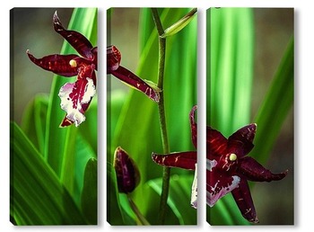  Орхидея-паучок