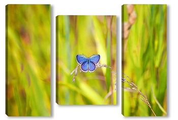  голубая бабочка