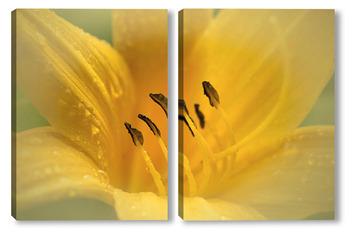 Модульная картина Цветок жёлтой лилии