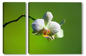  орхидея 