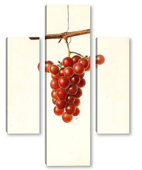 Модульная картина Виноград