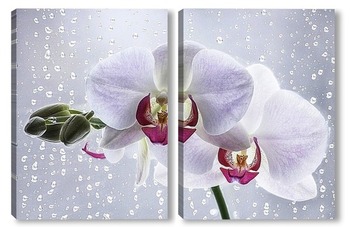  Ветка пурпурной орхидеи