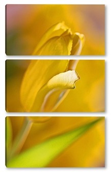 Модульная картина Жёлтый тюльпан