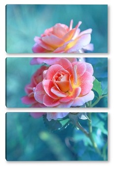  Розовые розы
