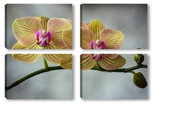 Модульная картина Орхидея фаленопсис Фейерверк
