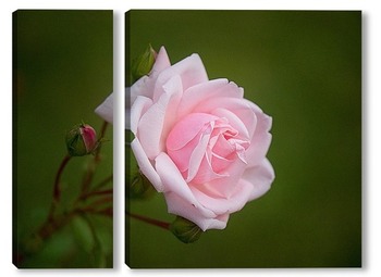 Модульная картина Роза белая с розовой оторочкой