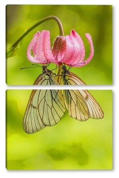  Бабочки на цветке лилии