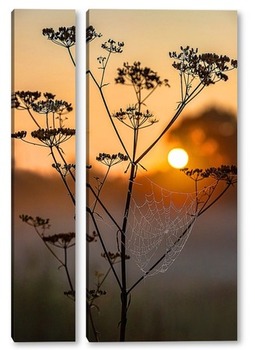Модульная картина Паутина на стебле растения на фоне заходящего солнца