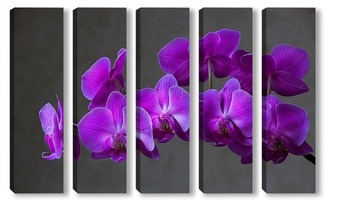 Ветка орхидеи на черном фоне
