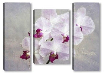 Модульная картина Нежная орхидея
