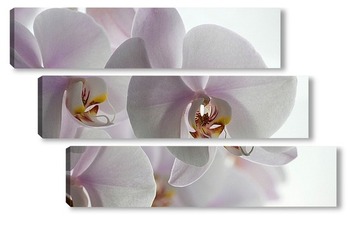 Модульная картина Орхидея фаленопсис
