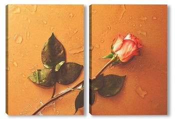  роза на мокром стекле
