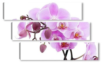 Модульная картина Орхидея Фаленопсис