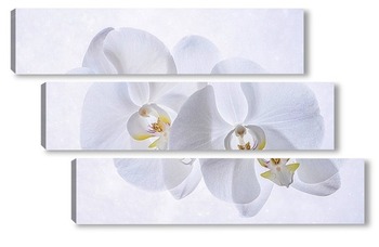 Модульная картина Снежные орхидеи