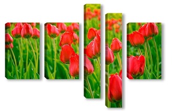 Модульная картина Поляна тюльпанов