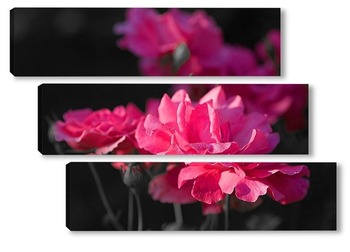 Модульная картина Розы в розовом