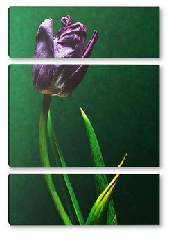 Модульная картина тюльпан