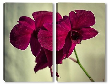 Модульная картина Орхидея гибридная