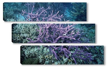 Модульная картина Coral010