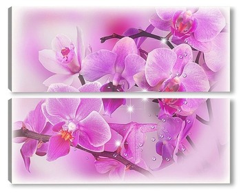  орхидеи