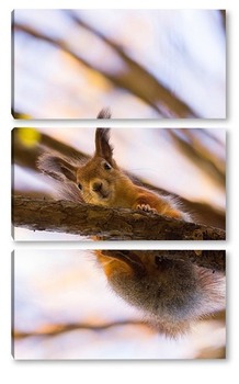  Squirrel in winter sits on a tree