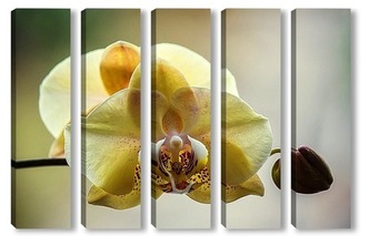  Желтая орхидея