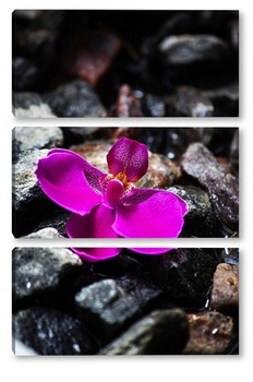  Орхидея фаленопсис Утренняя Заря