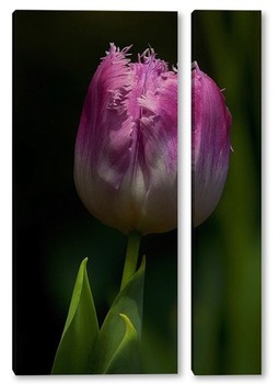 Модульная картина тюльпан  