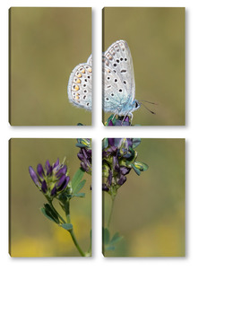 Модульная картина Красивая бабочка на цветке