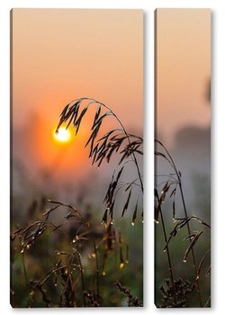 Модульная картина Колос растения на фоне восходящего солнца с каплями росы