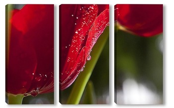 Модульная картина красный тюльпан