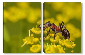 Модульная картина Муравей ест пыльцу на цветке