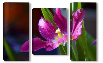  орхидеи   
