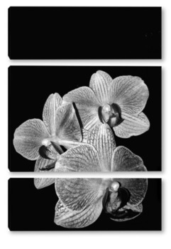Модульная картина Орхидеи - бабочки 