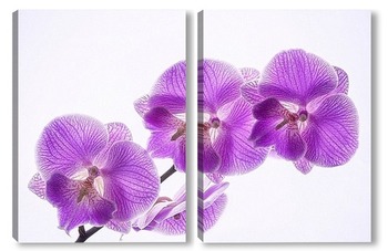Модульная картина Ветка цветущей орхидеи фаленопсис