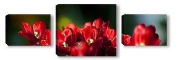  красные тюльпаны