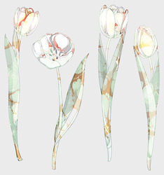    Белые тюльпаны