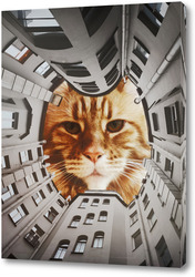    Двор-котик. Питер. 