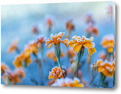   Постер Бархатцы в инее