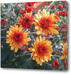   Постер Хризантемы зацвели