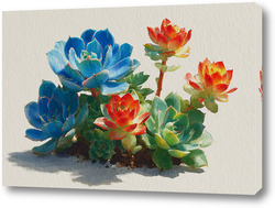    Суккуленты