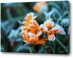   Постер иней на цветах