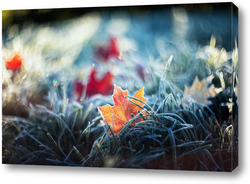   Постер Кленовые листья в траве с инеем