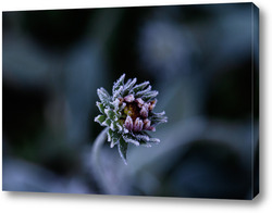   Постер Иней на цветке 