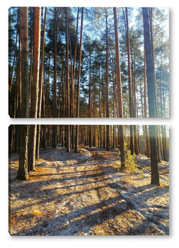Модульная картина Сосновый бор