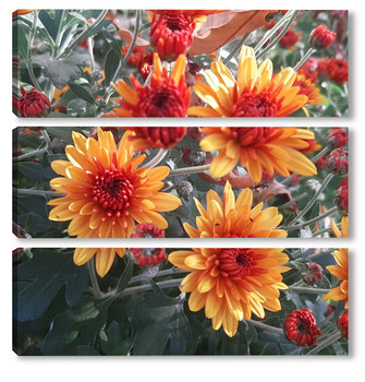 Модульная картина Хризантемы зацвели