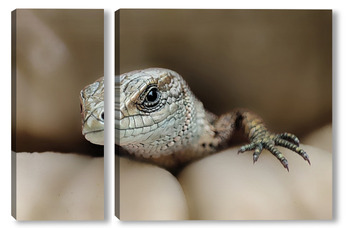 Модульная картина Ящерица