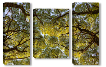 Модульная картина Кроны деревьев с ветвями и листьями